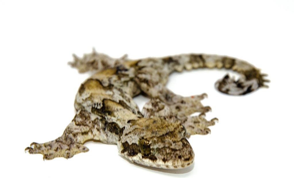 Flying Gecko (Ptychozoon kuhli)